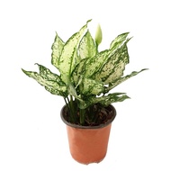 Aglaonema ‘Snow White’ / Chinese Evergreen indoor plant - air cleaning / purifying (NASA Clean Air S