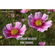 DAYDREAM COSMOS seed [ COS 7 ] benih cosmos 10 seeds