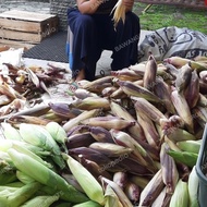 [TERMURAH] JAGUNG KETAN UNGU , JAGUNG PULUT 1KG