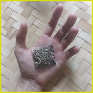 ┛ ∥ ✲ Maramais Forage Grass Seeds