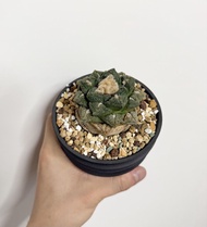 原地 龜甲牡丹 清位平出 塊根 多肉 植物 仙人掌