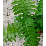 Pokok paku pakis pokok hiasan halaman rumah