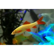 HITAM Red Fin albino/albino redfin/red shark redfin Black