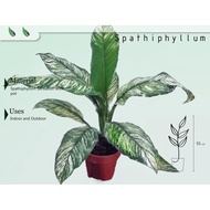 Spathiphyllum Sensation Variegated Peace Lily (0.4m) .Air purifying / cleaning (NASA research) plant