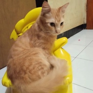 mix maine coon kucing