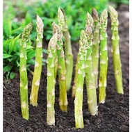 BENIH ASPARAGUS F1 HYBRID(30 BIJI BENIH).LOWLAND SEED..