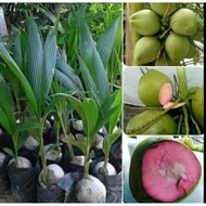 Terlaris Bibit kelapa wulung/kelapa hijau wulung/kelapa hijau asli