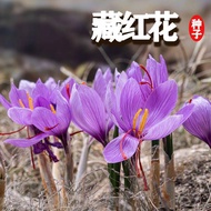 Sprout Medicinal Saffron Planting Ball Seed Seed Seed Saffron Plant Autumn Winter Cold Resistant Out