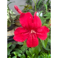 2 Keratan Pokok Ruellia Elegans / Ragin Cajun Red Ruellia / Ruellia Merah