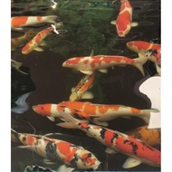 IKAN KOI IMPORT JAPAN