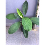 Peach Lily (Sibu F2F only)