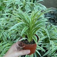 TKL - Top Air Purifying Plant Spider Plant Chlorophytum Comosum/Curly 吊兰/卷叶吊兰/金边吊兰/白玉吊兰