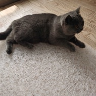 4D Air Fiber Pet Mat Latex Memory Foam Breathable Dog Mat Cat Sleeping Mat Mattress Tear-Proof Bite 