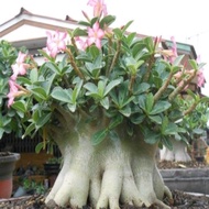 ISI 1 Bonsai seeds - ADENIUM ARABICUM MKMK - Pack of 2 seeds -SEEDSTORE