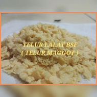 Bsf fly eggs 5 gram pack