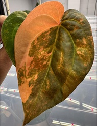 Bibit Bonggol Anthurium Variegata H024 / Kuping Gajah Hybrid Import