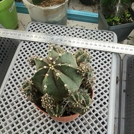 Pokok kaktus cactus gymnocalycium