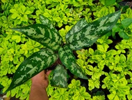 Aglaonema Chinese Evergreen with FREE plastic pot, pebbles and garden soil (Rare Plant and Limited Stock)