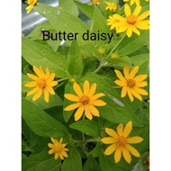 BUTTER DAISY (35 biji benih)