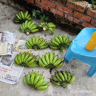 Anak Pokok Pisang Rastali