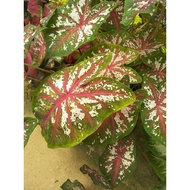 KELADI CALADIUM GREEN RED WHITE