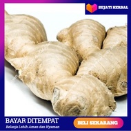 Jahe gajah 1 kg benih Jahe gajah Jahe gajah 1kg benih Jahe gajah super Jahe gajah Jahe gajah segar J