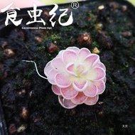 Elmirado Insectivorous Plant Piranha Flytrap Mosquito Repellent Grass Bedroom Flower Novice Potted P