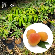 Chittra Mango Tree R2E2 (R2E2) Grafted Height 60-80 Cm. Fast Growth Results Free Claim