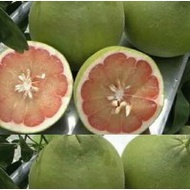 ANAK POKOK LIMAU BALI MERAH HYBRID Buah Buahan Fruits Live Plant
