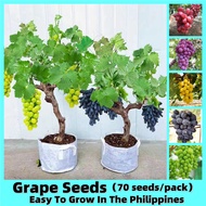 [Fast Germination] 70pcs Fresh Bonsai Grape Seeds for Planting Fruits Delicious Fruit Seeds Dwarf Gr