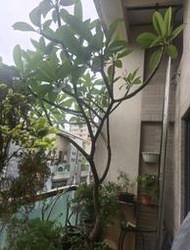 黃紅白三色雞蛋花大型庭院樹