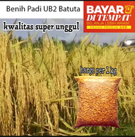 COD BENIH BIBIT PADI UB2 BATUTA KWALITAS UNGGUL