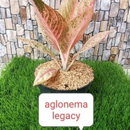 Tanaman hias Aglaonema Legacy / Aglonema Legacy / Aglonema Legaci