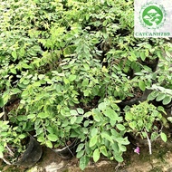 Malabar Vegetable Plant.