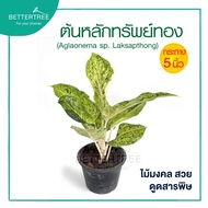 หลักทรัพย์ทอง กระถาง 5 นิ้ว  Aglaonema ต้นไม้มงคล ต้นไม้ฟอกอากาศ ต้นไม้