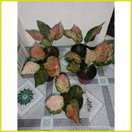 ▪ Pink Valentine Aglaonema
