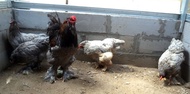 Ayam brahma Blue anakan usia 1 bulan real foto dan video indukannya
