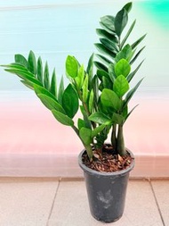 🌴 招財 金錢樹（Fortune Tree）【葉片圓厚豐滿，常年翠綠，適合擺放室內，不僅給人美的享受，而且有很好的風水作用，給人蒸蒸日上，朝氣蓬勃，是旺財利健康的盆栽🌴 】