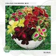 (10) Benih Bibit Biji - Coleus Rainbow Mixed Daun Hias Miana Ornamental - IMPORT