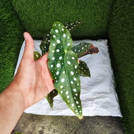 (READY STOCK) BEGONIA MACULATA