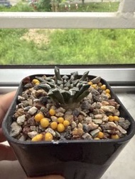 Ariocarpus kotschoubeyanus ，仙人掌科岩牡丹屬