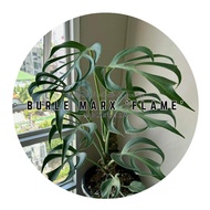 [Monstera] Burle Marx Flame / Dilacerata Brazil BMF 巴西火焰龟背竹