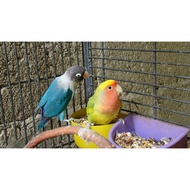 ⋄ ◢ ♂ ♞500g African Love Birds Food: AFRICAN MIXED BIRD SEEDS (brd)