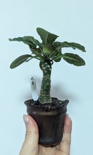 琉桑種子 Dorstenia 錦葉