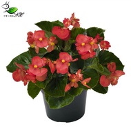 Big Flower Four Seasons Begonia Piccolo Spring Autumn Flower Seeds Four Seasons Sowing Four Seasons 