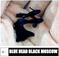 【Sus Aquatic】BLUE HEAD BLACK MOSCOW GUPPY - 蓝头黑莫斯科孔雀鱼【PAIR】