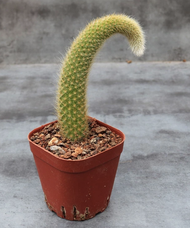 Kaktus Ekor Monyet 仙人掌 Cactus Monkey Tail Cereus Decorative Interesting Shape Beautiful Flowering So