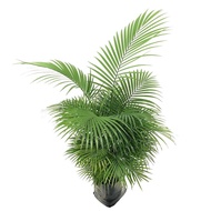 pokok palma renek palma hiasan pasu Bamboo Palm/Chamaedorea Elegans(Pokok Bunga Hidup/Pokok Hiasan D