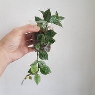 Hoya Krohniana 'Eskimo'