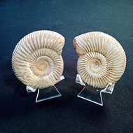 Bavlov Ammonite Fossil Specimen | Madagascar Natural Ammonite Rough Stone Ancient Marine Life Fossil